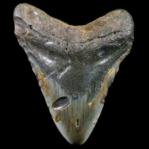 Bargain, Megalodon Tooth - North Carolina #80832